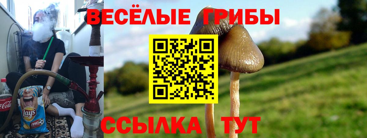 Псилоцибиновые грибы Psilocybe  Псилоцибиновые грибы ЛСД  Вязьма 
